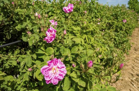 Foto de Turquía Isparta rosa agricultura de campo. Rosa rosa naturaleza. - Imagen libre de derechos