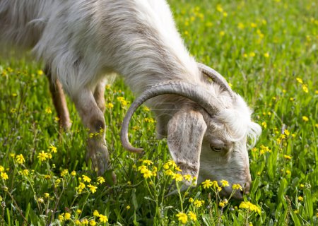 Téléchargez les photos : Chèvre dans le champ, libre. Des chèvres raides. Chèvres mangeant de l'herbe, Chèvre sur un pâturage
, - en image libre de droit