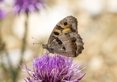 Téléchargez les photos : Chazara briseis est une espèce de papillons appartenant à la famille des Nymphalidae.. - en image libre de droit
