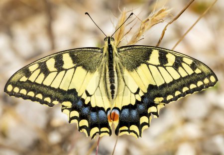 Téléchargez les photos : Papillon à queue d'hirondelle (Papilio machaon) se nourrissant d'un Buisson-papillon (Buddleia) - en image libre de droit