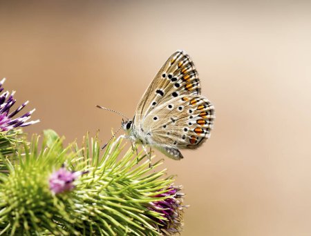Téléchargez les photos : Le Polyommatus icarus (Polyommatus icarus) est un papillon commun présent dans les habitats propices en Turquie.. - en image libre de droit