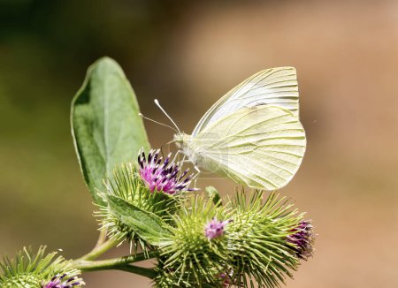 Foto de Una mariposa blanca en la naturaleza, su nombre científico es Pieris rapae - Imagen libre de derechos