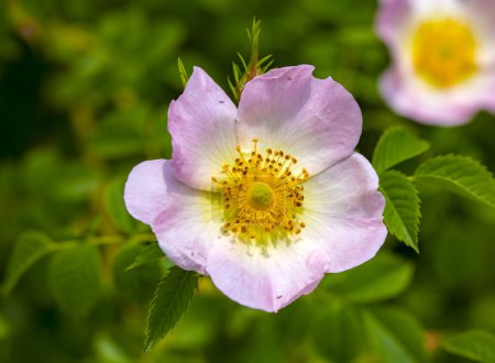 Téléchargez les photos : Rose sauvage (Rosa canina) avec pétales ouverts au printemps - en image libre de droit