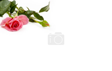 Foto de Rosa rosa sobre el fondo blanco. Concepto foto. - Imagen libre de derechos