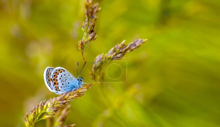 Foto de Hermosa mariposa en la naturaleza, cerca de la foto. Una mariposa azul de Idas (Plebejus idas) - Imagen libre de derechos