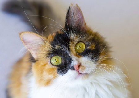 Photo for Long haired calico cat cute - Royalty Free Image