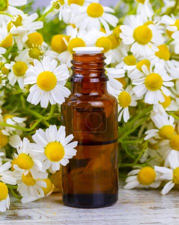 Photo for Essential oil in glass bottle with fresh chamomile flowers, beauty treatment. - Royalty Free Image