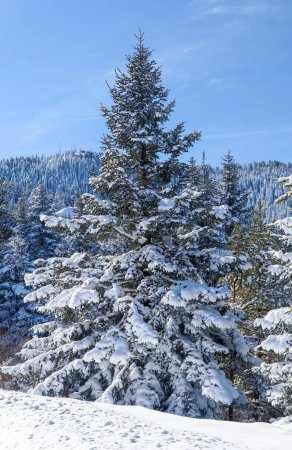 Foto de Golcuk - Bolu - Turquía, nieve de invierno durante las nevadas. Concepto de viaje drone foto. Carretera, camino en paisaje de árboles nevados. - Imagen libre de derechos