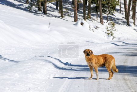 Téléchargez les photos : Un chien errant dans la neige hivernale, Bolu - Turquie - en image libre de droit