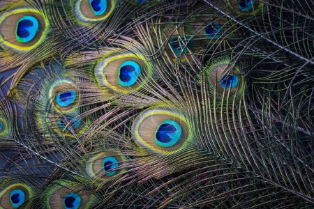 Photo for Colorful and Artistic Peacock Feathers. This is a macro photo of the arrangement of bright peacock feathers. - Royalty Free Image