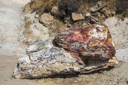 Foto de A fossilized tree trunk from the UNESCO Geopark "Petrified Forest of Sigri" on the island of Lesvos in Greece. Greece Lesbos fossil forest - Imagen libre de derechos