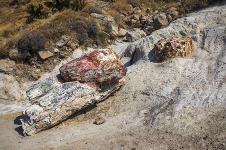 Téléchargez les photos : A fossilized tree trunk from the UNESCO Geopark "Petrified Forest of Sigri" on the island of Lesvos in Greece. Greece Lesbos fossil forest - en image libre de droit