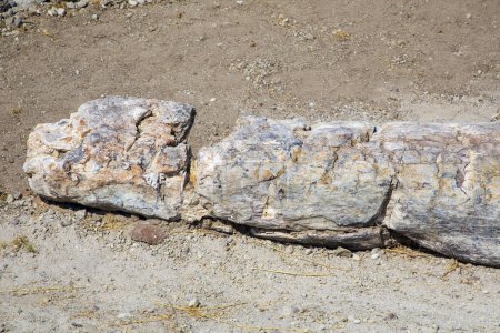 Photo for A fossilized tree trunk from the UNESCO Geopark "Petrified Forest of Sigri" on the island of Lesvos in Greece. Greece Lesbos fossil forest - Royalty Free Image