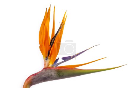 Téléchargez les photos : Oiseau de paradis fleur (Strelitzia regina) sur le fond blanc. - en image libre de droit