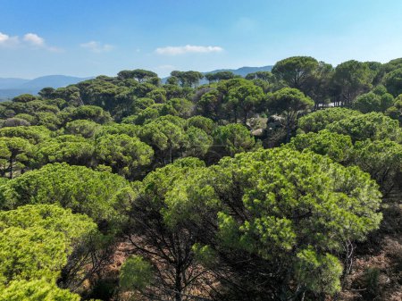 Foto de La meseta de Kozak se encuentra entre los centros del distrito de Bergama-Ayvalk dentro de las fronteras de Izmir en el Egeo. Vista aérea de los pinares de Pinus en la meseta de Kozak. Kozak yaylasi - Turquía. - Imagen libre de derechos