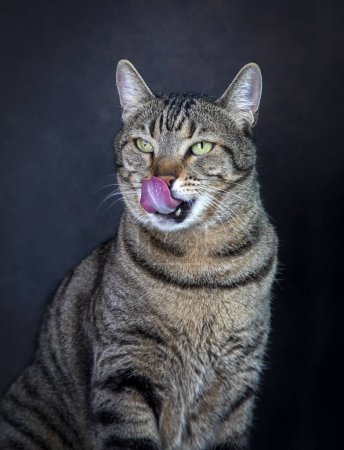 Photo for Tabby cat with tongue out on black background - Royalty Free Image