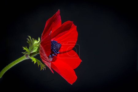 Foto de Flor anémona roja sobre fondo negro - Imagen libre de derechos