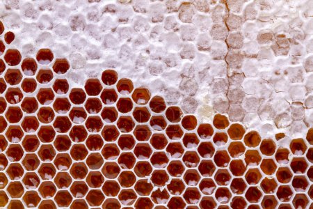 Photo for Natural comb honey, Turkish Karakovan Honey. - Royalty Free Image