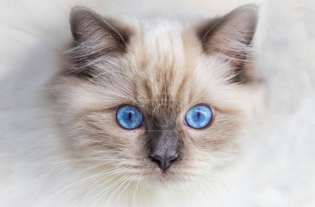 Foto de Lindo gato muñeco de trapo mascota. Animales de compañía. - Imagen libre de derechos