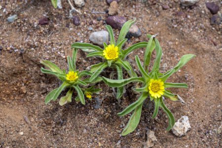 Téléchargez les photos : Vue rapprochée d'un groupe de plantes d'Asteriscus aquaticus aux fleurs jaunes et aux feuilles pubescentes. - en image libre de droit