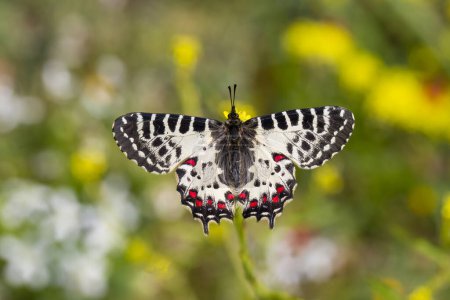 Photo for Forest Scalloped butterfly (Zerynthia cerisyi) on a plant - Royalty Free Image