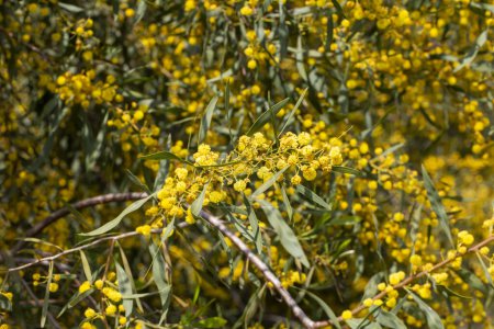 Foto de Plantas y flores silvestres; nombre científico; Acacia retinodes. Ubicación de la sesión de fotos; Izmir - Turquía - Imagen libre de derechos