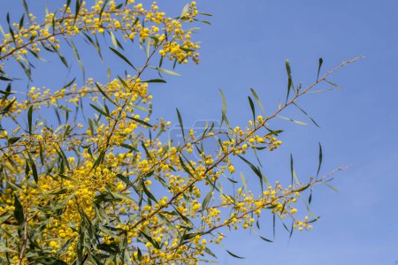 Foto de Plantas y flores silvestres; nombre científico; Acacia retinodes. Ubicación de la sesión de fotos; Izmir - Turquía - Imagen libre de derechos