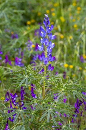 Photo for Close up of a blue annual wild lupin lupinus angustifolius growing in a field spreading by seed capsule adds color to the late winter landscape. Natural unfocused background. - Royalty Free Image