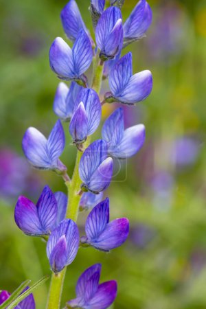 Photo for Close up of a blue annual wild lupin lupinus angustifolius growing in a field spreading by seed capsule adds color to the late winter landscape. Natural unfocused background. - Royalty Free Image