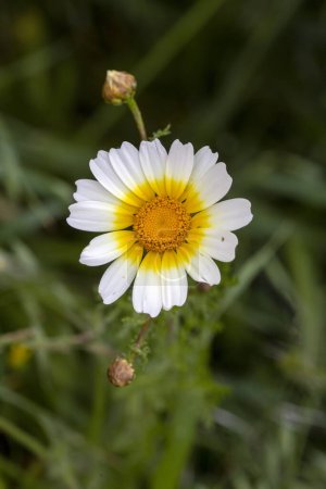 Foto de Glebionis coronaria es una especie de planta con flores perteneciente a la familia de las asteráceas. - Imagen libre de derechos