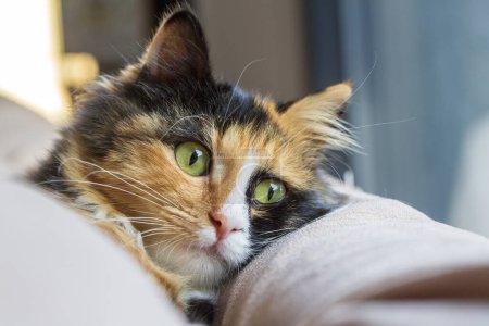 Téléchargez les photos : Long-haired kitten calico type cat. - en image libre de droit