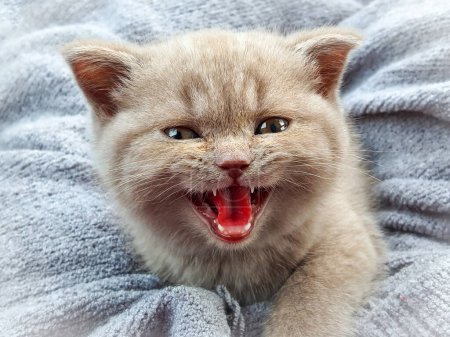 Téléchargez les photos : British chaton à poil court est mignon. - en image libre de droit