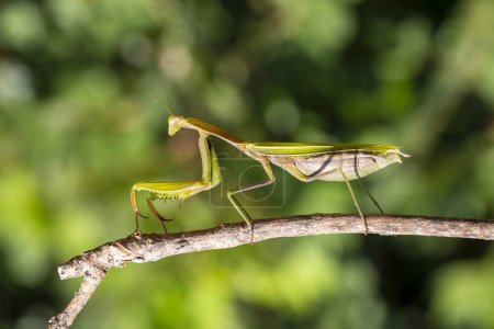 Foto de Mantis religiosa en rama seca - Imagen libre de derechos