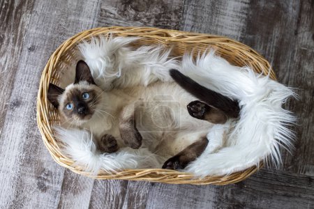 Foto de Cute kitten siamese cat indoor - Imagen libre de derechos