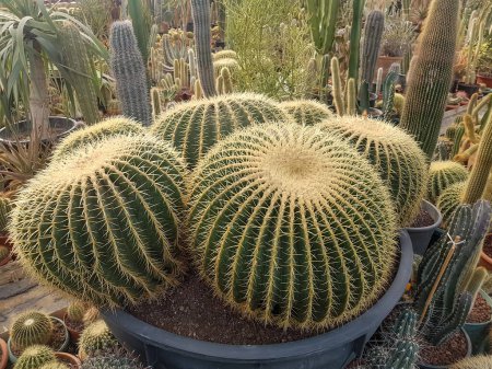 Téléchargez les photos : Cactus est un membre de la famille des Cactacées, qui compte environ 1750 espèces connues et environ 127 genres de l'ordre des Caryophyllales.. - en image libre de droit