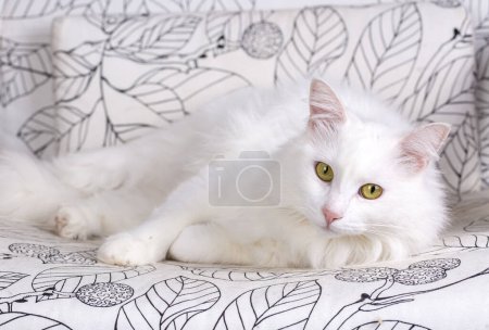 Foto de Gato blanco (Turco Ankara Angora cat) - Imagen libre de derechos