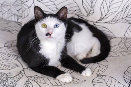 Foto de Negro y blanco esmoquin gato lindo - Imagen libre de derechos