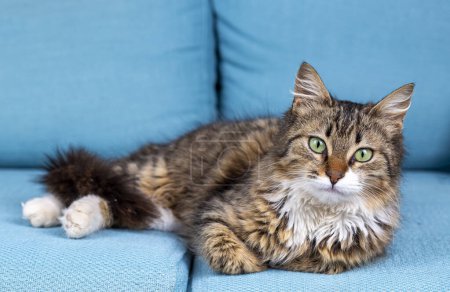 Téléchargez les photos : Longhaired tabby Norwegian forest cat. - en image libre de droit