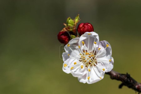Téléchargez les photos : Fleurs d'abricot à foyer doux. Fleurs blanches printanières sur une branche d'arbre. Abricot en fleurs. Printemps, saisons, fleurs blanches d'abricot gros plan. - en image libre de droit
