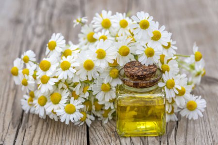 Photo for Camomile oil, white daisy oil - Royalty Free Image