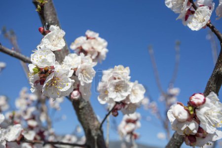 Photo for Apricot tree flowers with soft focus. Spring white flowers on a tree branch. Apricot tree in bloom. Spring, seasons, white flowers of apricot tree close-up. - Royalty Free Image