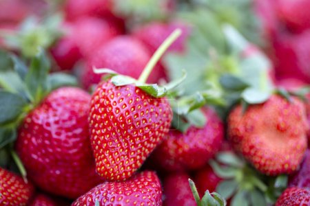 Photo for Strawberry. Fresh organic fruits macro. Fruit background - Royalty Free Image