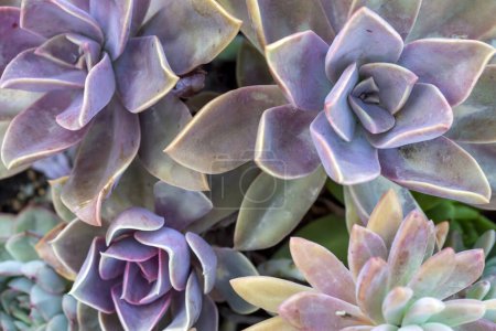 Téléchargez les photos : De belles variétés de plantes succulentes - en image libre de droit