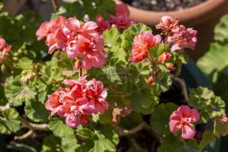 Photo for Geranium sardinia flower in greenhouse - Royalty Free Image