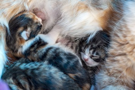 Téléchargez les photos : Mother cat and baby cats - en image libre de droit