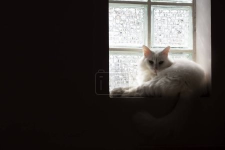 Téléchargez les photos : Photo artistique d'un chat blanc dans la lumière devant la fenêtre - en image libre de droit
