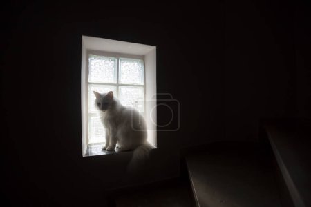 Photo for Artistic photo of a white cat in the light in front of the window - Royalty Free Image
