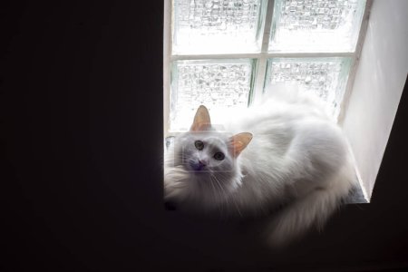 Téléchargez les photos : Photo artistique d'un chat blanc dans la lumière devant la fenêtre - en image libre de droit