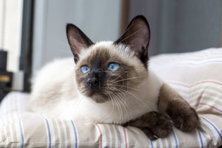 Photo for Pet animal; cute siamese cat - Royalty Free Image