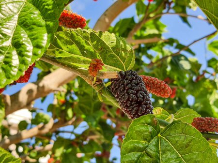 Téléchargez les photos : Fruits sur le mûrier noir - en image libre de droit